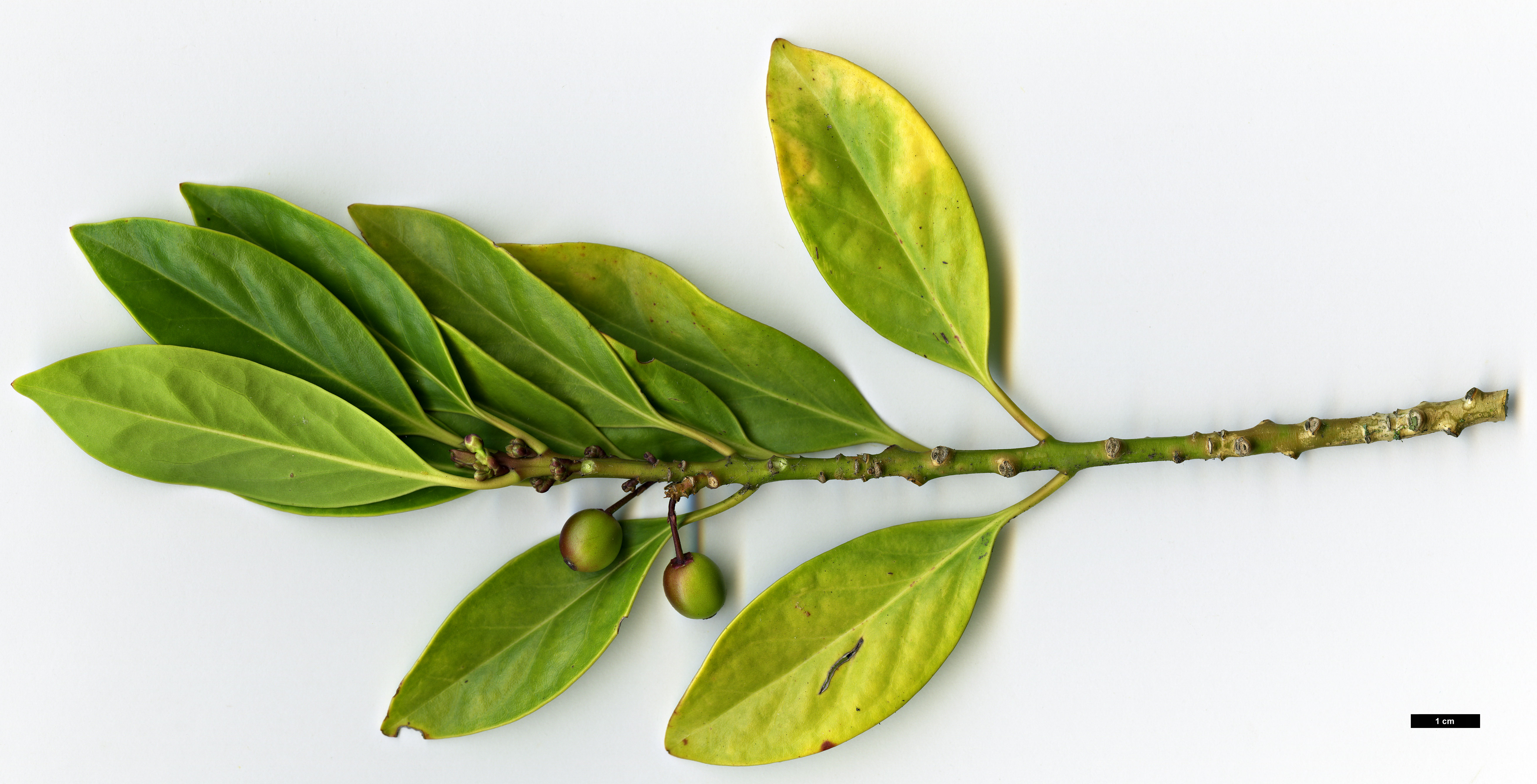 High resolution image: Family: Aquifoliaceae - Genus: Ilex - Taxon: integra - SpeciesSub: var. leucoclada